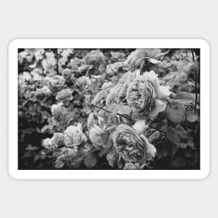 Vintage roses on a black and white film Sticker